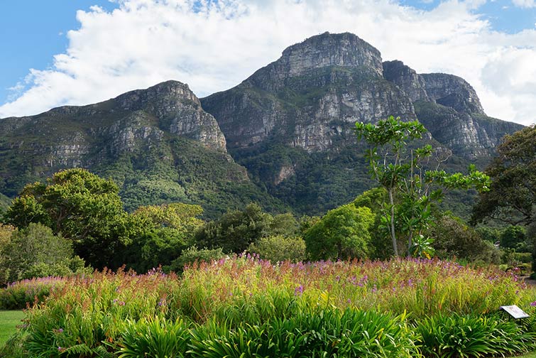 Kirstenbosch Garden