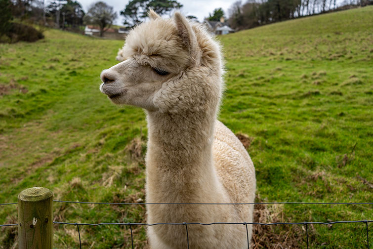 Cuddle with camelids