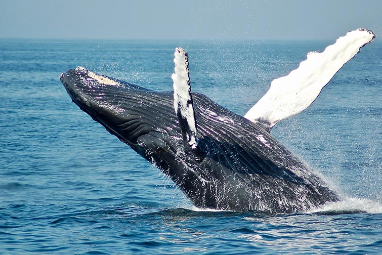 Whale watching in Valdes