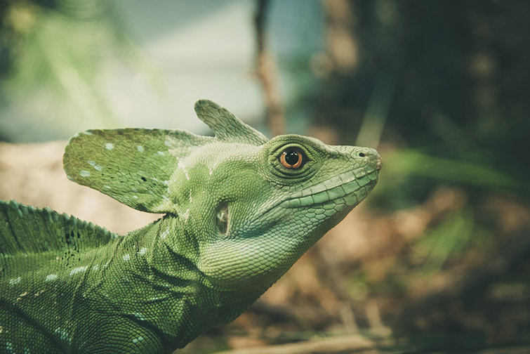 ARTIS Amsterdam Royal Zoo