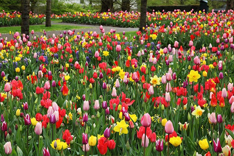 Keukenhof garden