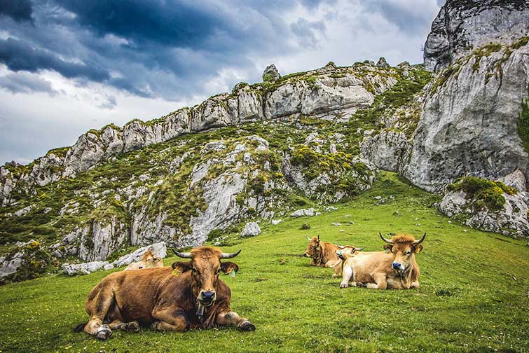 Picos de Europa