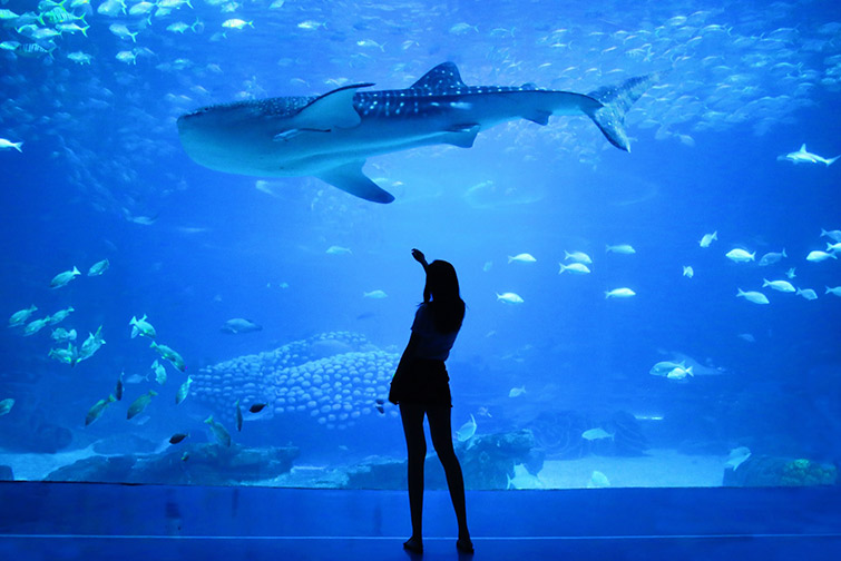 Aquarium & Underwater Zoo inside Dubai Mall