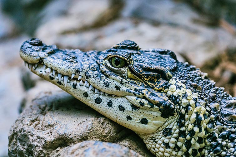 Fun facts about Florida - alligator capital