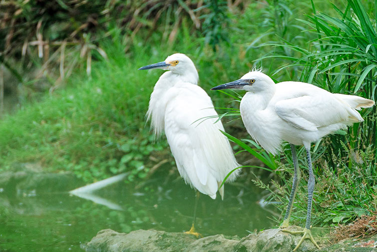 Fun facts about Florida - Everglades