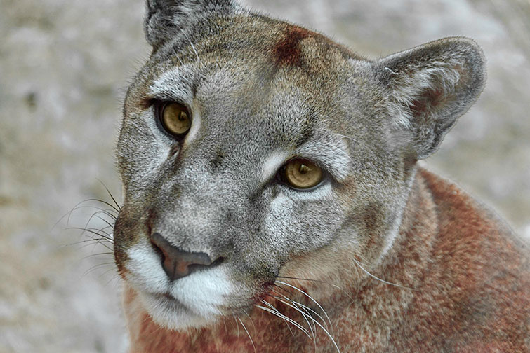 Florida Panther