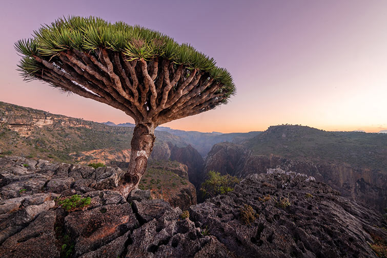 Travel to Socotra - Dragon`s blood tree