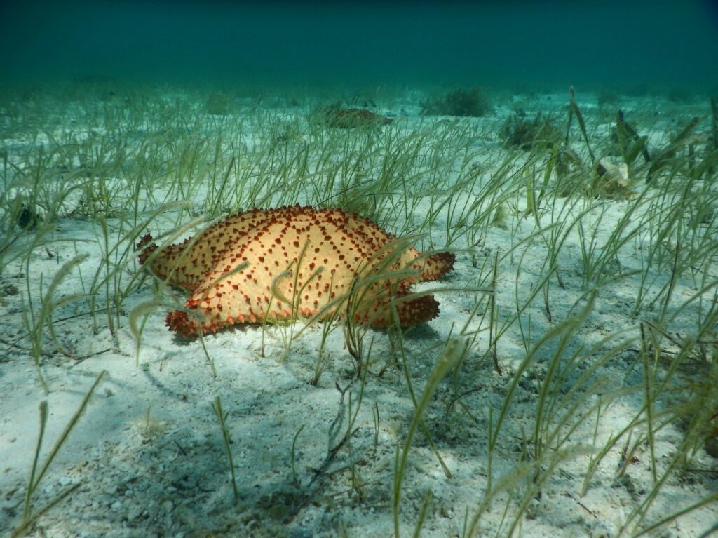 Belize Wildlife - Belize Barrier Reef