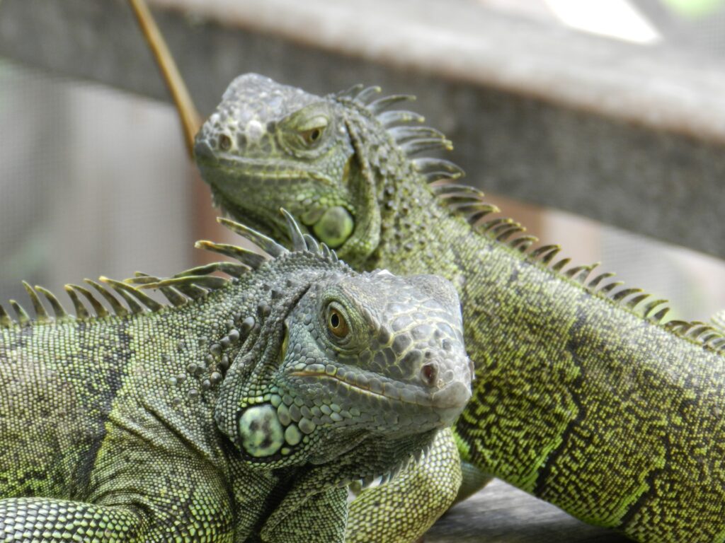 Belize Wildlife - reptiles