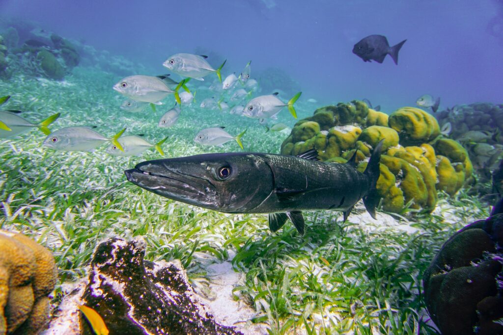 Belize Wildlife - underwater life